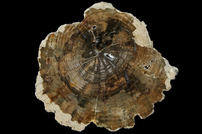 Petrified Wood (Cherry) Round - McDermitt, Oregon #93832